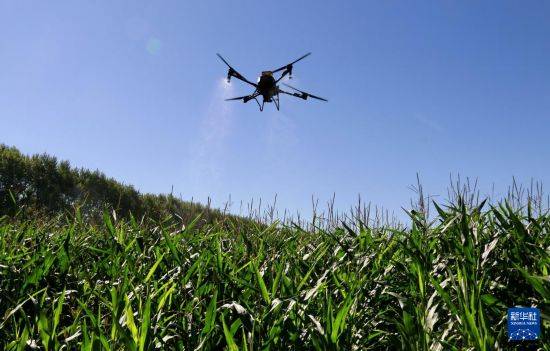 皇冠信用开户_立秋农事正当忙