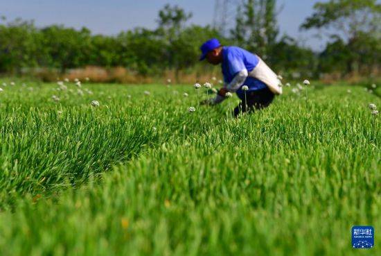 皇冠信用开户_立秋农事正当忙