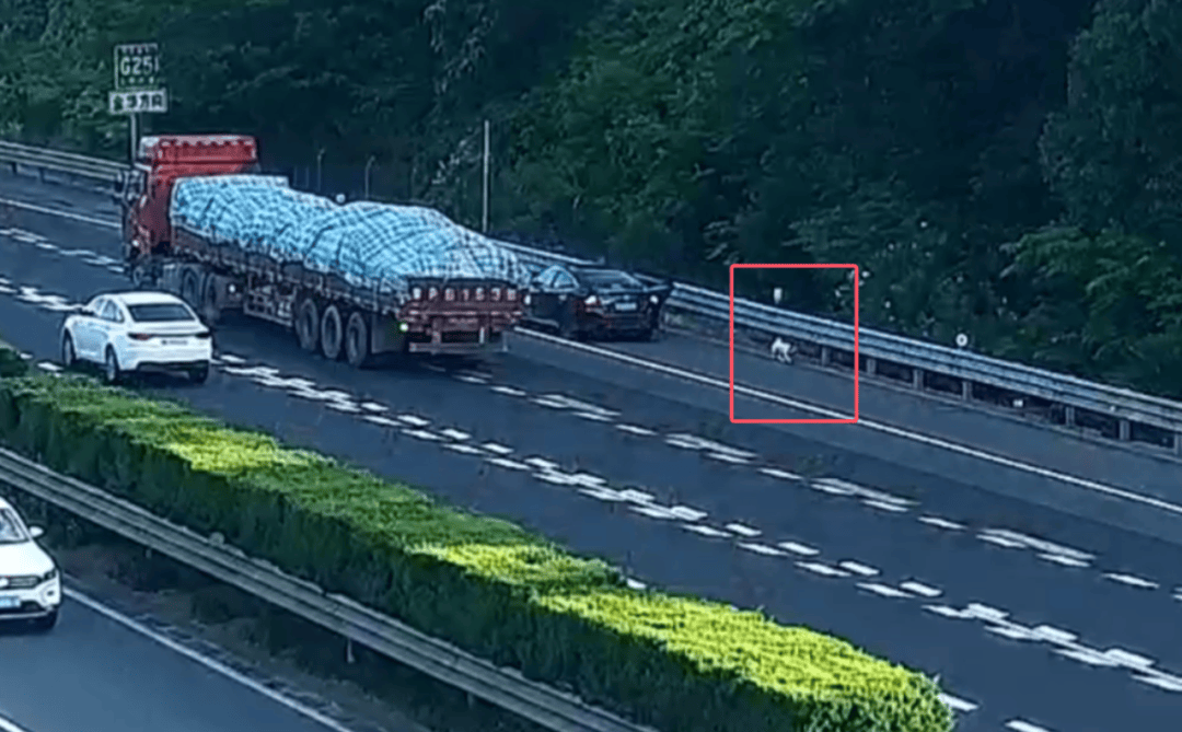 皇冠信用开户_“拉屎拉得全车都是！”男子应急车道停车铲屎皇冠信用开户，小狗差点闯祸，民警：罚