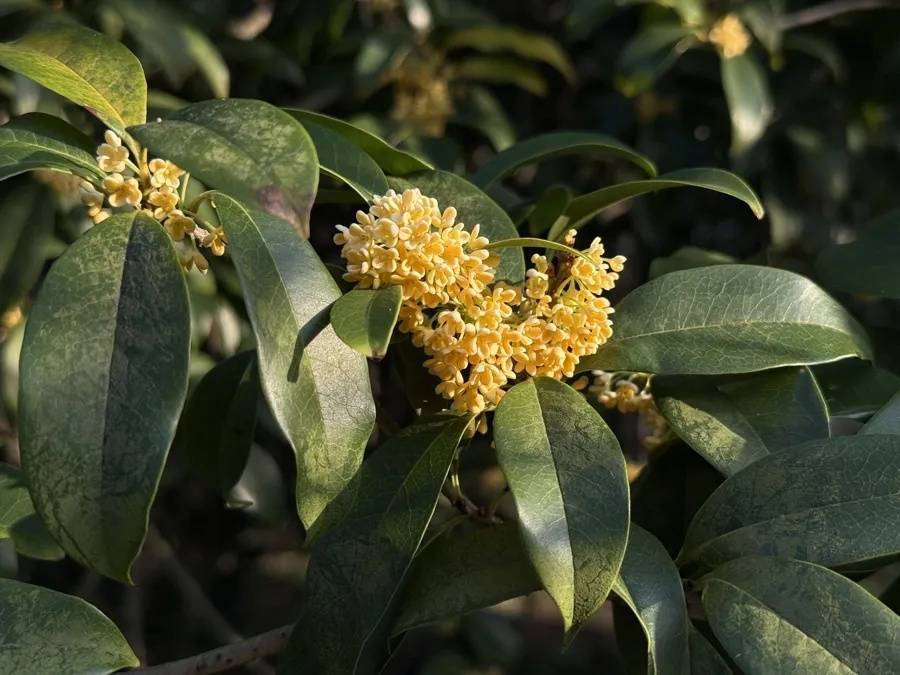 皇冠信用網代理如何注册_上海天气大反转!雨水+冷空气来袭皇冠信用網代理如何注册,气温将骤降...“差不多行了,再热就不礼貌了”