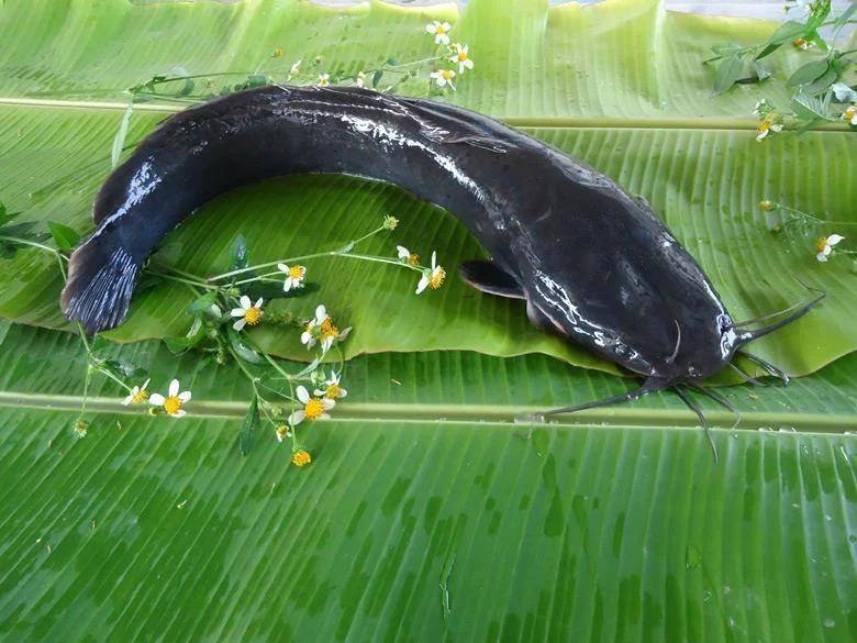 信用盘如何申请_都江堰一水库被放生万斤外来物种埃及塘鲺？官方澄清：已进行阻止和打捞信用盘如何申请，经鉴定是本地八须鲶